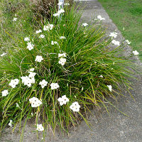 Dietes bicolor